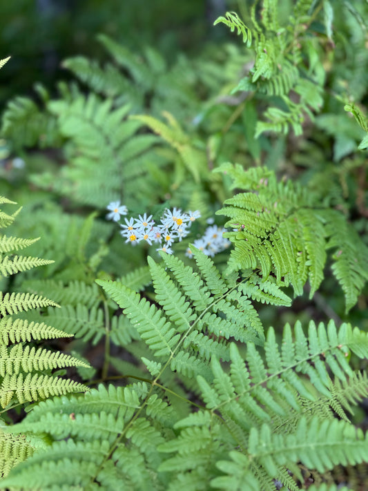 Native Plants